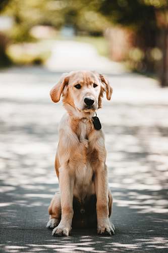 golden retriever adult golden retriever sitting on gray road animal